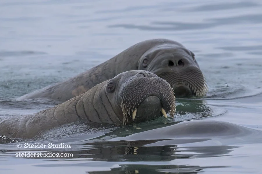 Walrus Two Star ウォーラス Walrus Duo — Steider Studios